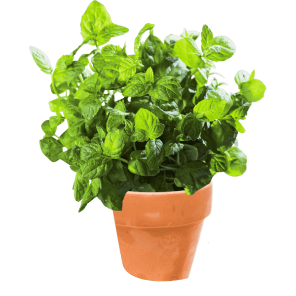 دیفن باخیا به همراه گلدان